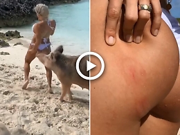 Maiale morde il sedere di una modella durante servizio fotografico