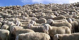 Pastore muore cadendo in un burrone con volo di 30 metri