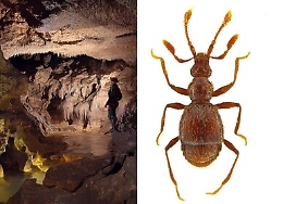 Una nuova specie di coleottero scoperta nella Grotta di Villasmundo a Melilli