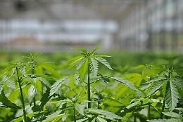 A Ragusa oli e distillati da canapa industriale nello stabilimento più grande d'Italia