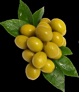 Olio dop, un’annata particolare tra pioggia e raccolta a rilento