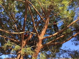 Monreale, perde l'equilibrio mentre pota un albero: morto giardiniere