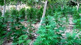 Paceco, scoperte due piantagioni di marijuana: 4 arresti