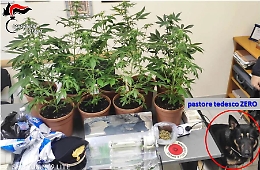 Mascali, maestro di arti marziali coltivava cannabis: arrestato