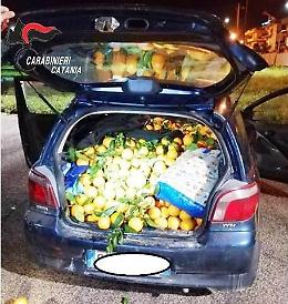 Scordia, torna la stagione dei furti di agrumi, intercettati due ladri con 600 kg d'arance