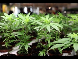 Ruba 1.700 piante di marijuana
da coltivazione legale: arrestato