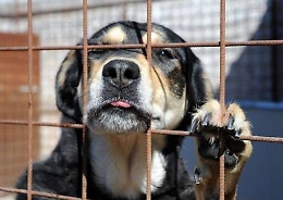 Caltanissetta, sconto sulla Tari per chi adotta un randagio