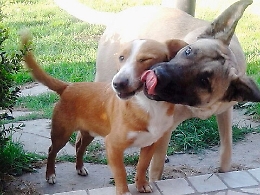 Randagio avvelenato a Campobello di Mazara