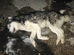 Cianciana: avvelenati sei cani