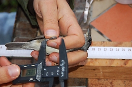 San Gregorio, il Rapporto sulla riserva di Immacolatelle