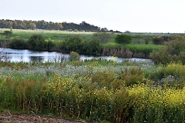 "Nuova Oasi" per rilanciare la riserva naturale Oasi del Simeto