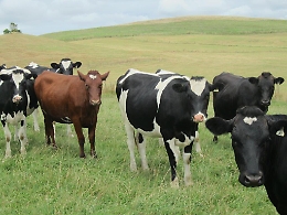 Abigeato: i vitelli rubati scoperti grazie all'esame del Dna