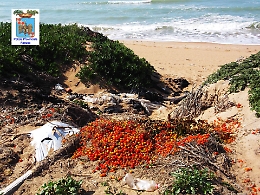 Inquinavano la spiaggia con plastica e ortaggi andati a male: 15 produttori denunciati nel Ragusano