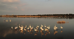 Anelli in pvc per monitorare vita fenicotteri in Riserva Saline di Priolo