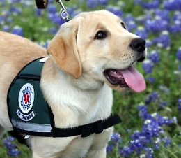 Il fiuto speciale degli "Alert dog", cani in aiuto dei diabetici