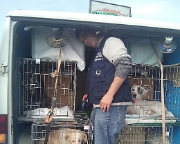 Catania, fermato furgone con 20 cani e un gatto: 8 denunce