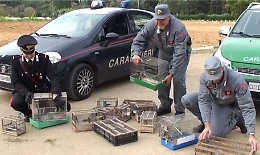 Sessanta cardellini liberati: blitz nel mercato di Ballarò