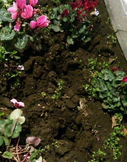 Furto di piantine dall'aiuola: accade in via Etnea a Catania