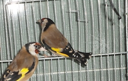 Catania, la Gdf sequestra e poi libera 110 cardellini