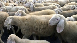 Avola, Nas sequestra 201 ovini non iscritti all'anagrafe del bestiame