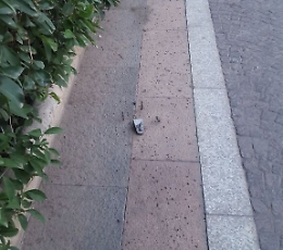 Catania, escono spuntoni da marciapiede in piazza F. di Svevia