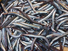 "Cicirello" e "rossetto" potranno essere pescati in Sicilia dopo 8 anni