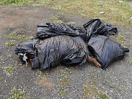 Una carcassa di suino nel torrente Macchia: segnalata ma non rimossa