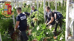 Vittoria, scoperta (con un drone) maxipiantagione con 6,5 tonnellate di marijuana