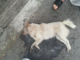 Biancavilla, ucciso un altro cane: è caccia al “serial killer” di Piano Oliveri