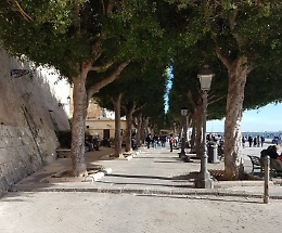 Che bello passeggiare sotto il colonnato di alberi della Marina di Ortigia