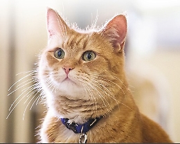 Un gatto in casa "benefico" per bambini autistici