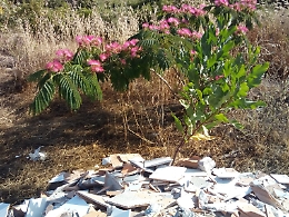 Foce del fiume Alcantara: bellezza e inciviltà.
