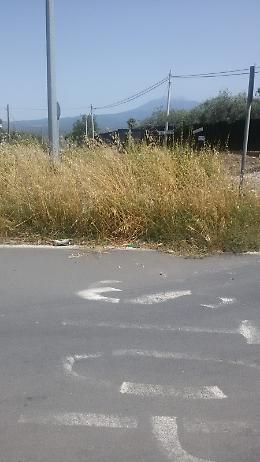 Motta Sant'Anastasia: erbacce e sterpaglie bloccano la visuale per immettersi sulla SP 134