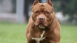 Carabinieri alle prese con un pitbull per potere poi arrestare dei coniugi