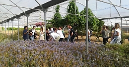 Il turismo aromatico "sboccia" in Sicilia: 9 mila visite l'anno in vivaio di Scicli