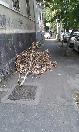 Catania, ramo secco da un mese per strada