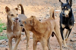 Gela, branco di cani randagi sbrana galline e terrorizza due anziani