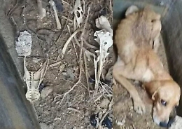 Marsala, turisti scoprono fossa comune di cani e lì vicino cagnetta ancora viva