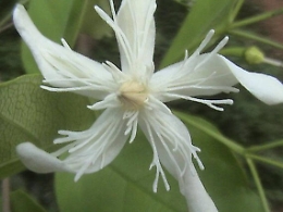 Semi di oleandro per uccidere figlioletto e poi tenta suicidio a Palermo