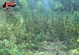Mineo, piantagione di canapa con 1,2 tonnellate di droga (vale 10 milioni)