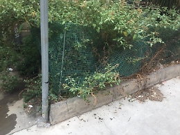 Catania, aiuole di via Sisto non curate: appello dei residenti