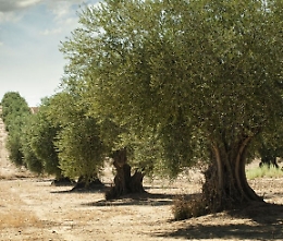 Il 2018 anno più caldo dal 1800: a rischio eccellenze enogastronomiche