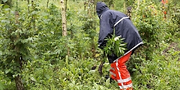 Traffico di marijuana, condannati anche poliziotto e carabiniere a Catania