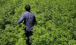 La filiera catanese della marijuana: ecco i nomi degli arrestati