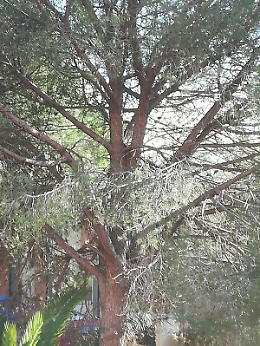 Catania, Istituto Comprensivo Dusmet: alberi non potati da anni