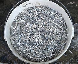 Sorpreso a pescare novellame: denunciato