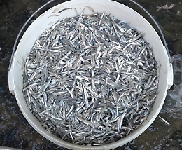 Catania, Guardia costiera e Polizia "pescano" novellame alla Pescheria