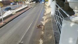 Ignoti vandali tornano ad accanirsi contro i vasi