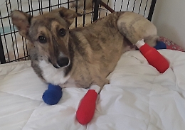 Il "catanese" Piedino primo cane bionico
con zampe artificiali