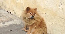 Il volpino Stefano si è arreso mentre aspettava il suo padrone